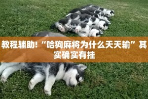 教程辅助!“哈狗麻将为什么天天输”其实确实有挂