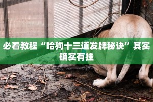 必看教程“哈狗十三道发牌秘诀”其实确实有挂