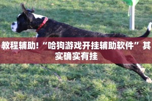 教程辅助!“哈狗游戏开挂辅助软件”其实确实有挂