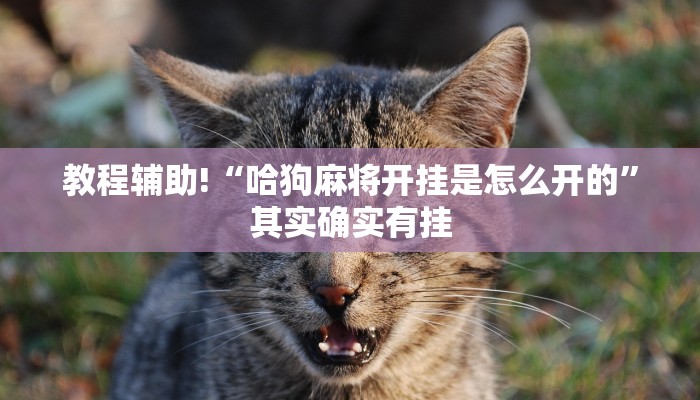 教程辅助!“哪个助手可以透视棋牌”其实确实有挂