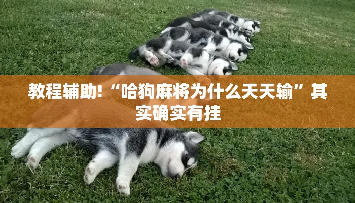 教程辅助!“哈狗麻将为什么天天输”其实确实有挂