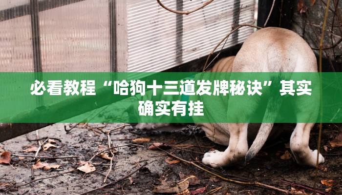 必看教程“哈狗十三道发牌秘诀”其实确实有挂