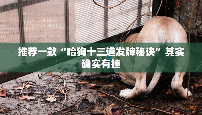 推荐一款“哈狗十三道发牌秘诀”其实确实有挂
