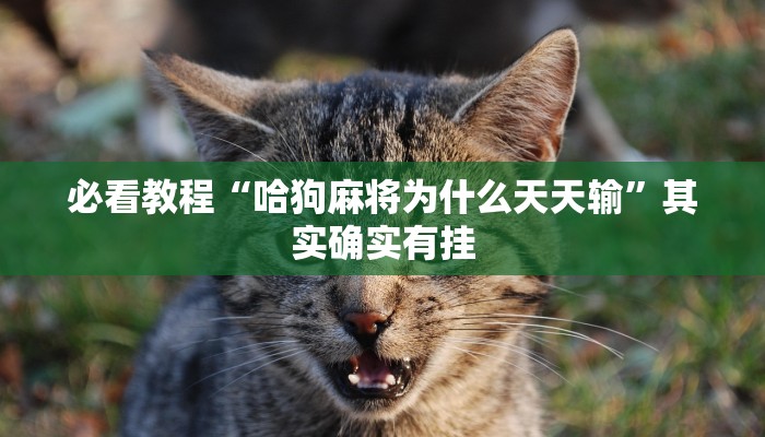 必看教程“哈狗麻将为什么天天输”其实确实有挂